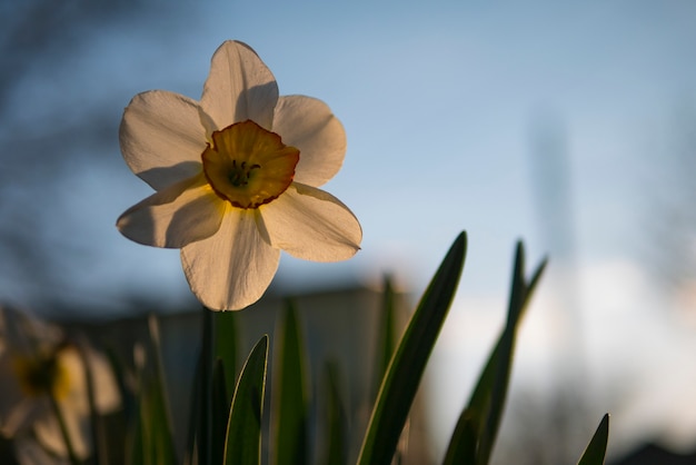 Foto narciso branco na luz de fundo do sol poente