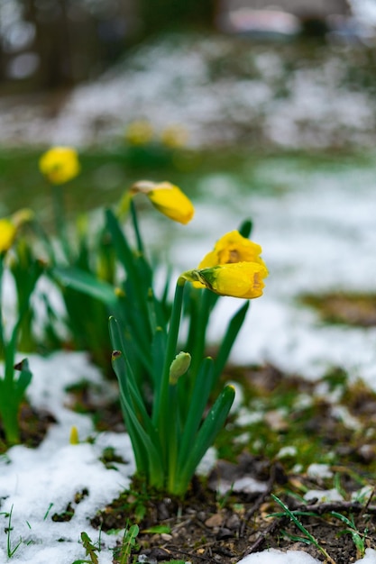 Narciso cerrado con gotas de lluvia en primavera con nieve en el suelo