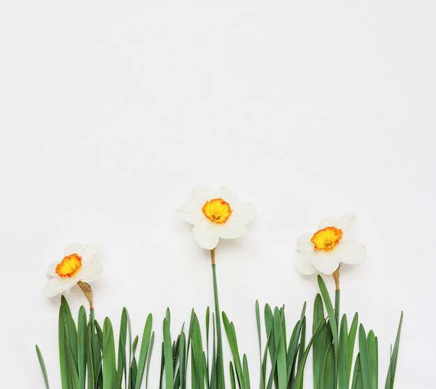 Narciso de flores em branco