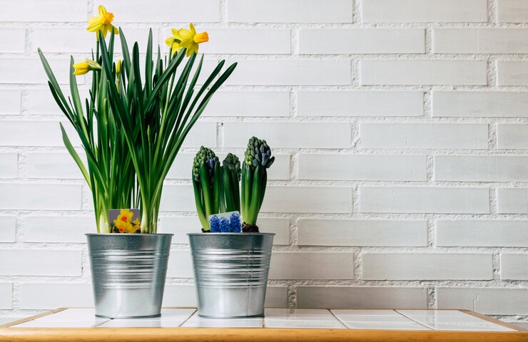 Narciso e planta do jacinth na flor em um fundo branco do tijolo com espaço.