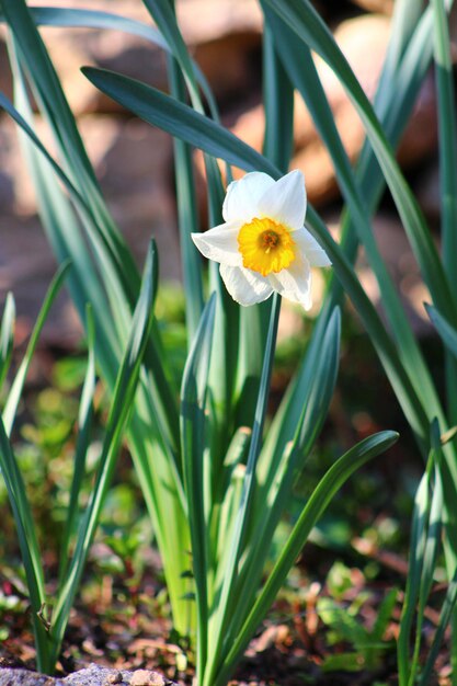 Narciso é um gênero de plantas perenes predominantemente de floração primaveral da família das amaryllis