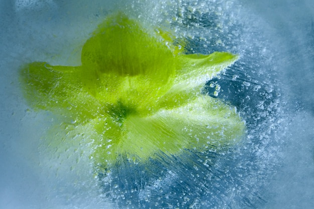 Narciso em cubo de gelo com bolhas de ar.