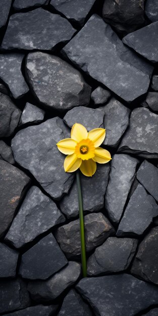 Foto el narciso emerge como un simbolismo lúdico pero oscuro en la fotografía minimalista