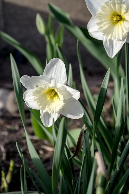 Narciso flor narciso narciso flores fondo de hojas verdes