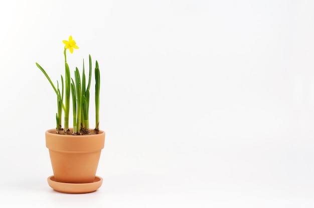 Narciso en flor en una olla de barro sobre un fondo blanco.