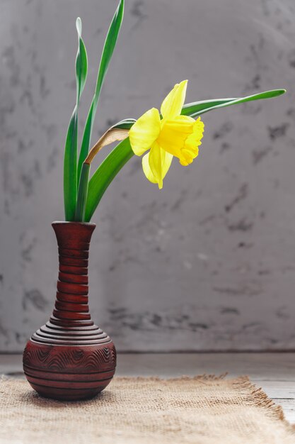 Narciso floreciente amarillo en florero de arcilla sobre muro de hormigón