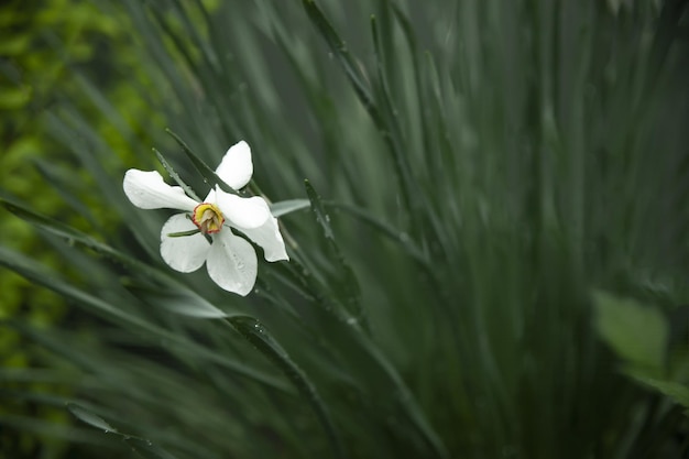 Narciso floreció en la primavera en la hierba