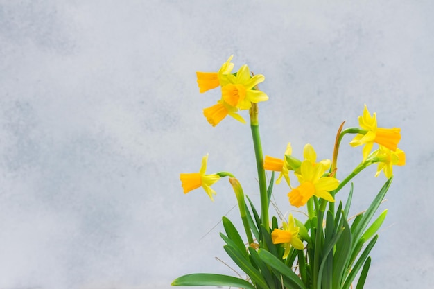 Narciso en florero