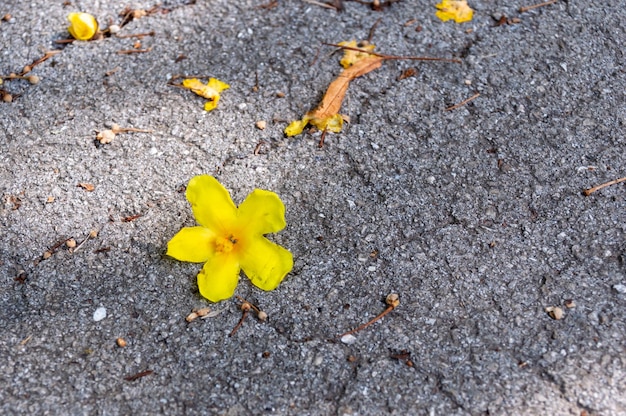 Narciso de flores amarillas sobre un fondo de asfalto gris