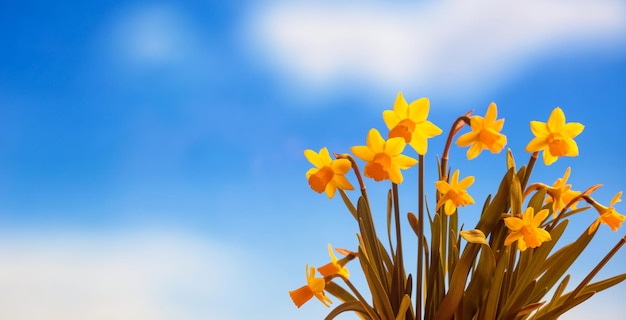 Narciso flores cerrar cielo azul fondo copia espacio banner