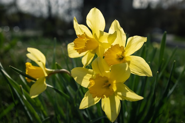 Narciso flores iluminadas por el sol