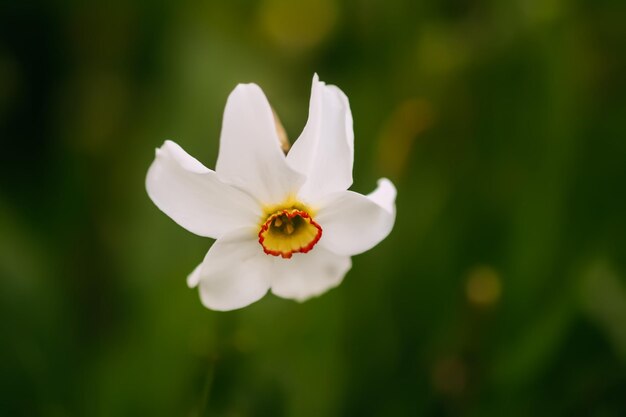 Narciso flores narcisos en flor en un jardín de primavera