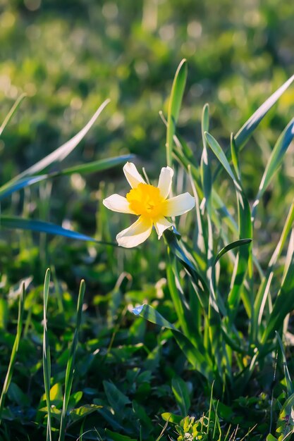 Narciso flores narcisos en flor en un jardín de primavera