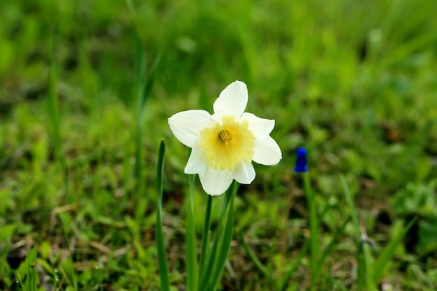 Narciso flores no jardim