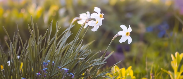 Narciso floresce narcisos em flor em um jardim de primavera