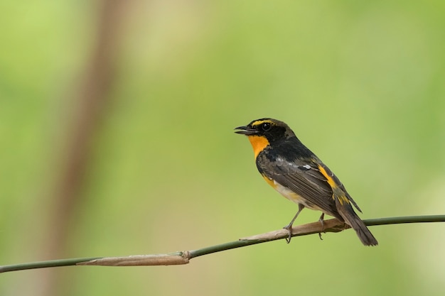 Narciso flycatcher, abstrato