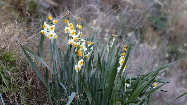 Narciso Gul Nargas flores o Abi Nargis flor