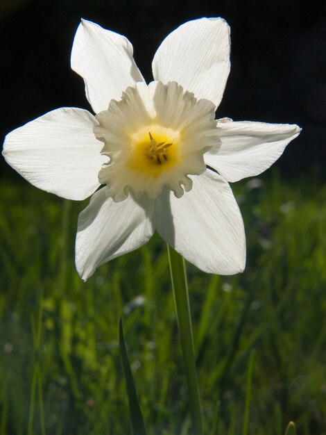 Narciso haute loire francia