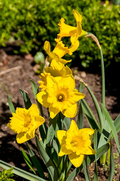 Narciso y narciso flor de primavera