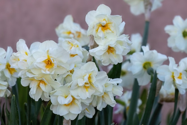 Narciso planta hermosa flor de primavera blanca