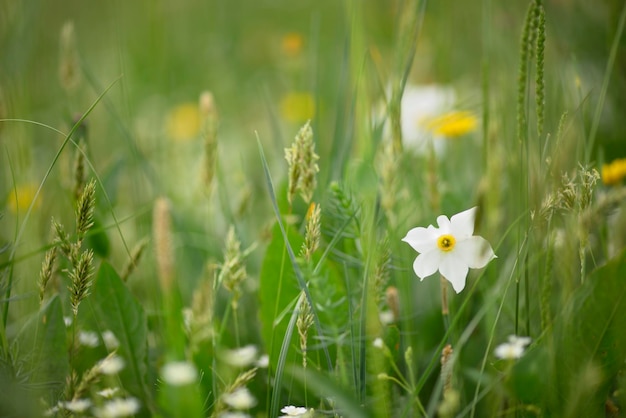 Narciso del poeta narcissus nargis phaisant's eye findern flor Narcissus poeticus en flor en la pradera de montaña italiana