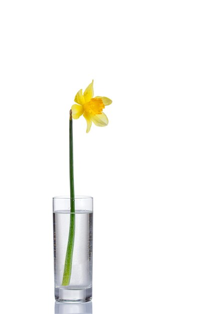 Foto narcisos amarelos bonitos das flores em um vaso em um fundo branco