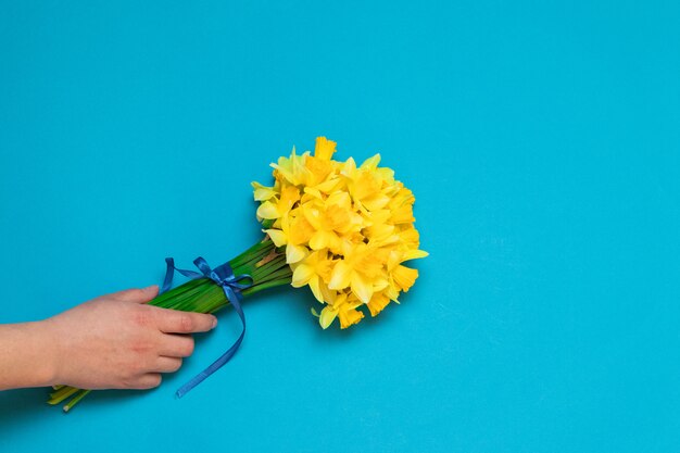 Narcisos amarelos bonitos na mão fêmea em um fundo azul