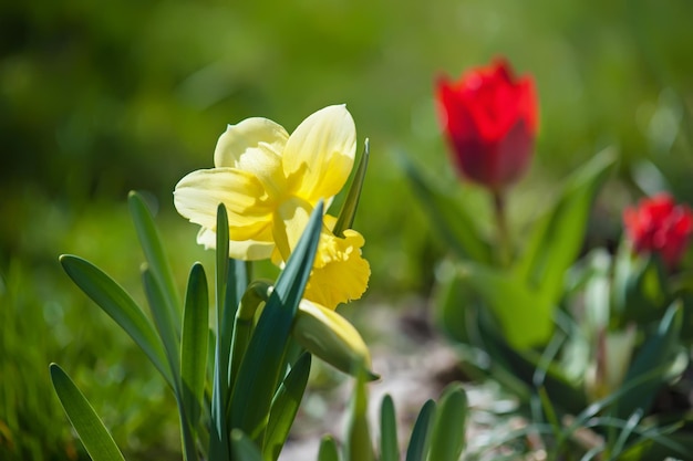 Narcisos amarelos bonitos