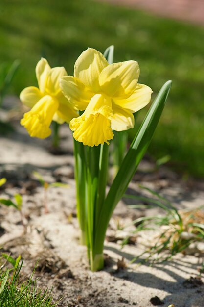 Narcisos amarelos bonitos