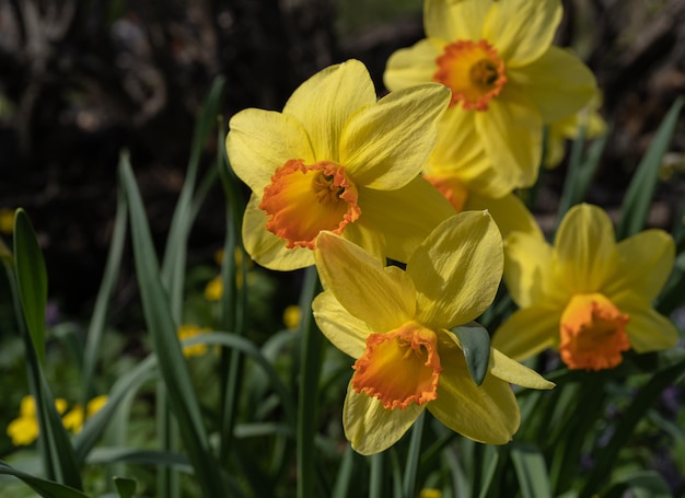 Narcisos amarelos brilhantes na luz do sol