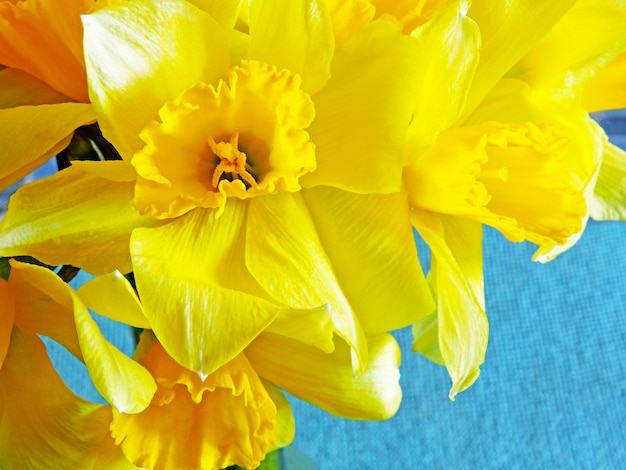 Narcisos amarelos close-up