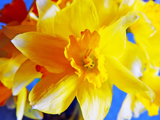 Narcisos amarelos close-up