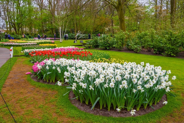 Narcisos amarelos e brancos no parque Keukenhof Lisse Holanda Holanda