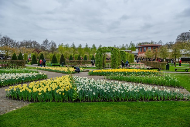 Narcisos amarelos e brancos no parque Keukenhof Lisse Holanda Holanda