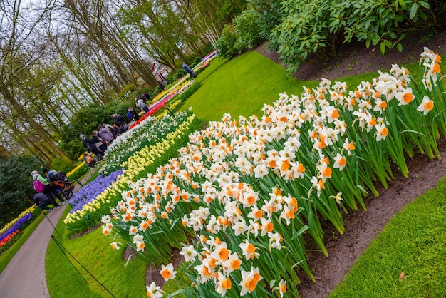 Narcisos amarelos e brancos no parque Keukenhof Lisse Holanda Holanda