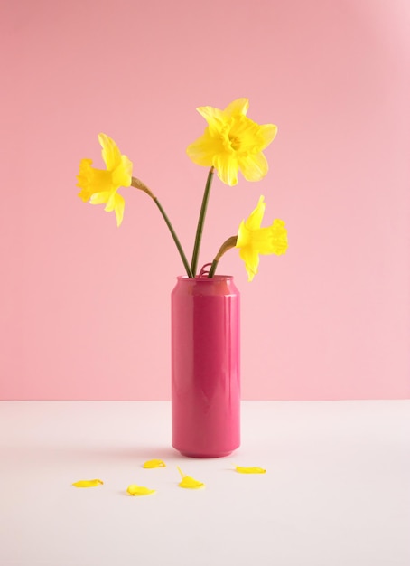 Narcisos amarelos em lata cor-de-rosa na mesa Conceito mínimo de primavera Estética retrô de natureza morta