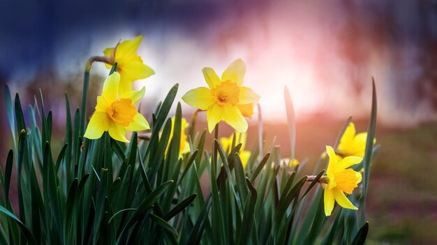 Narcisos amarelos em um canteiro de flores na primavera em tempo ensolarado