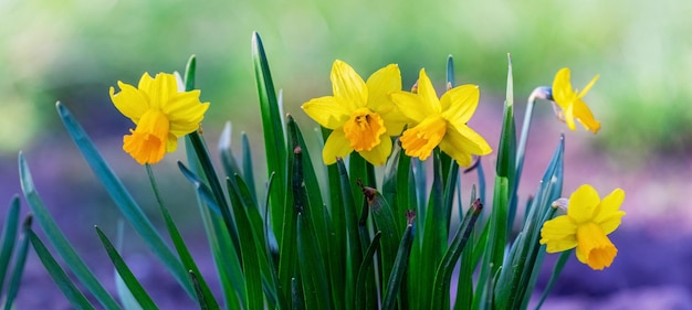 Narcisos amarelos em um fundo desfocado. Narcisos floridos