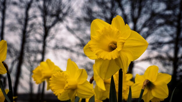 Narcisos amarelos em um leito de flores em close de primavera
