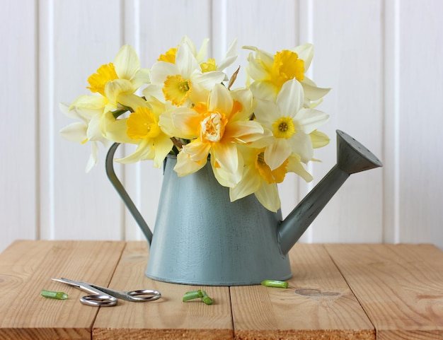 Narcisos amarelos em um regador em vez de um vaso e uma tesoura bouquet delicado de flores de jardim