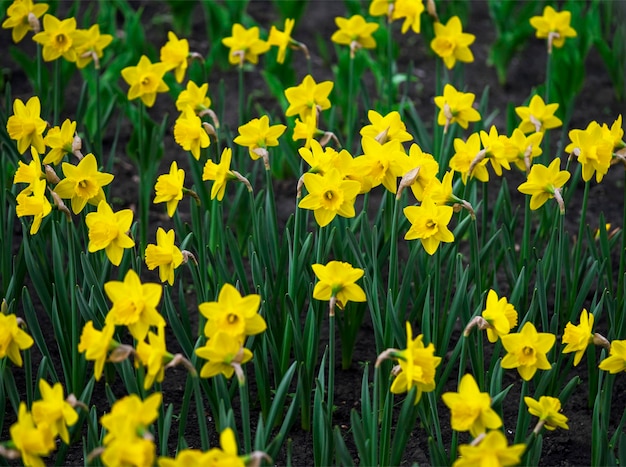 Narcisos amarelos florescendo em um fundo floral de canteiro de flores com foco seletivo parcial de desfoque