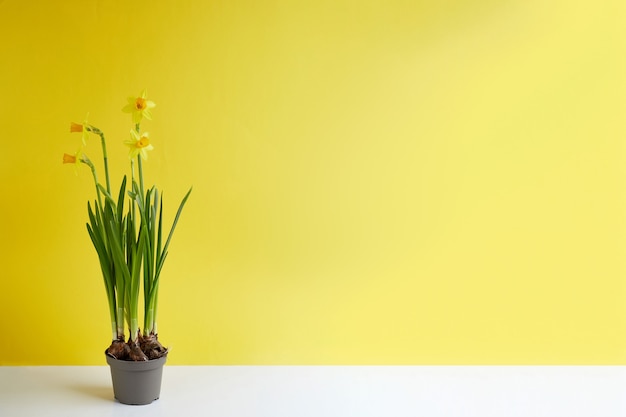 Narcisos amarelos florescendo em um vaso de flores