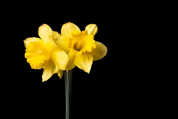 Narcisos amarelos isolados no fundo preto