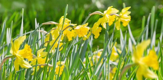 Narcisos amarelos no jardim à luz do sol