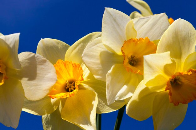 Narcisos amarelos no verão, lindos narcisos amarelos na natureza à luz do sol