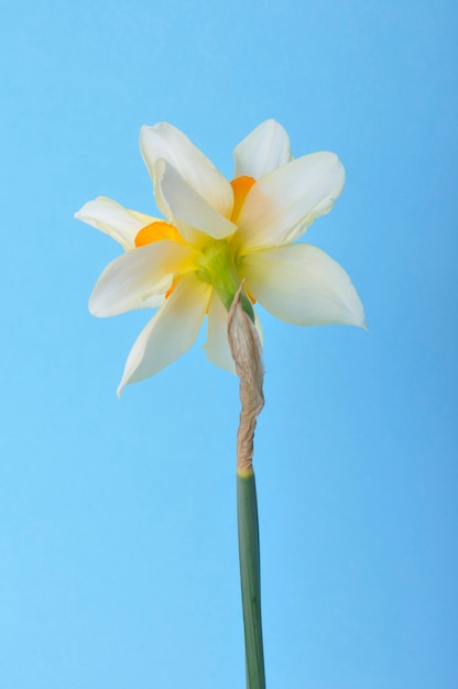 Narcisos amarillos y blancos sobre fondo azul.