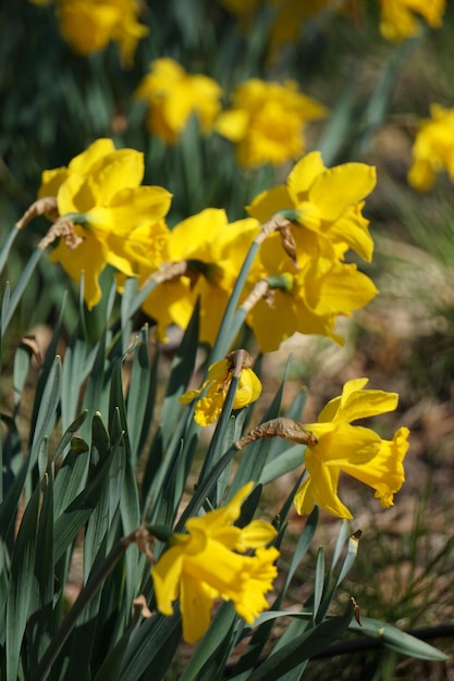 Narcisos amarillos flores