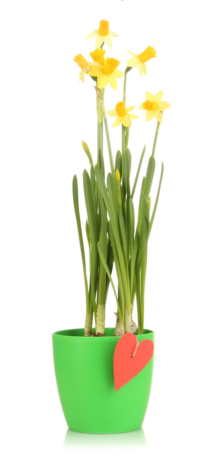Foto narcisos amarillos hermosos en maceta aislado en blanco