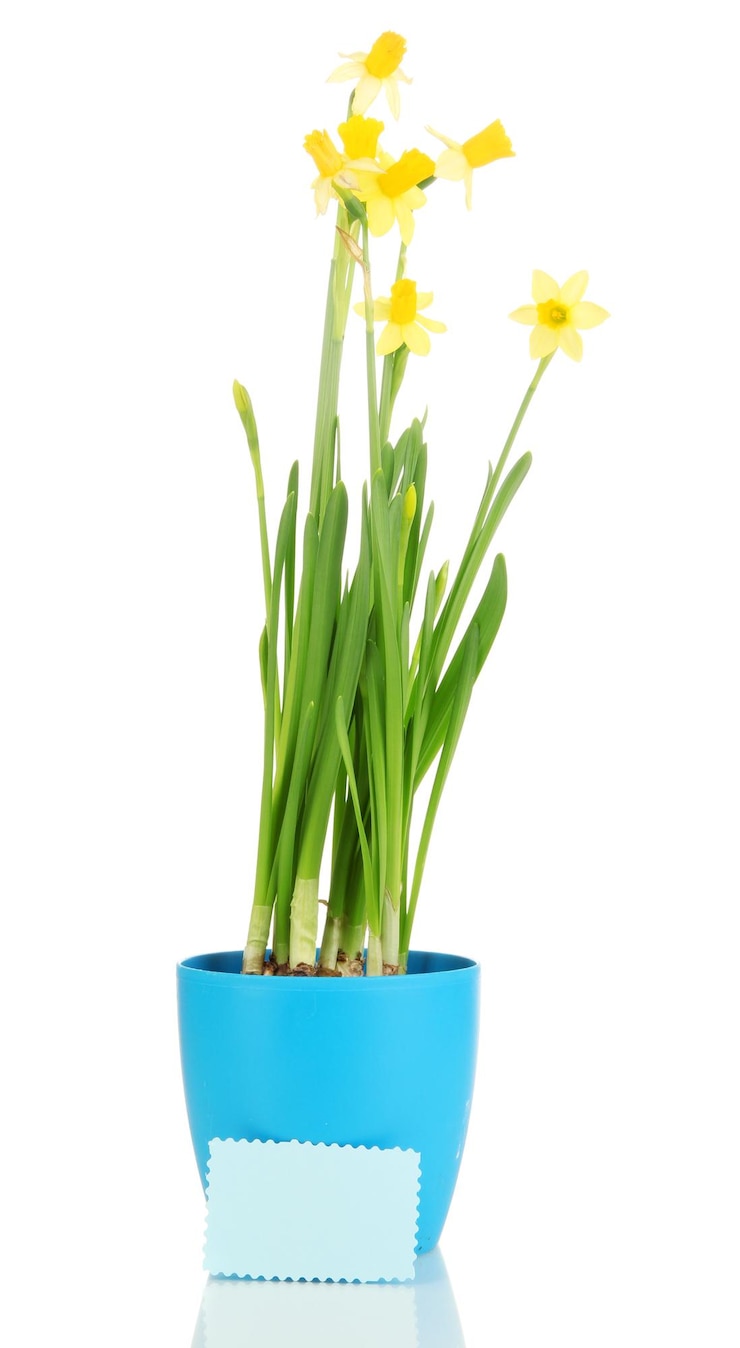 Foto narcisos amarillos hermosos en maceta aislado en blanco