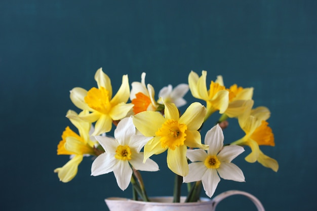 Narcisos amarillos sobre un fondo azul oscuro.